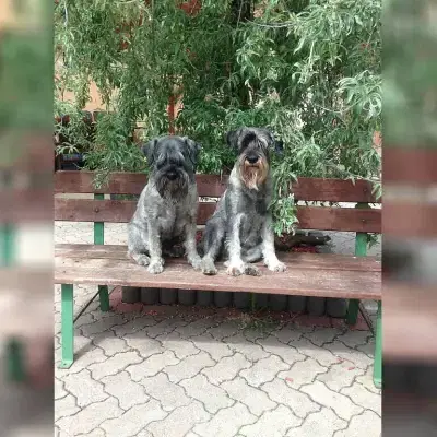 vom Schnauzerstolz cover