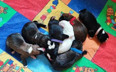 B-Wurf – Duitse Boxer Wurf, Niedersachsen, Grootgebracht door vom Ammerländer Gulfhof 