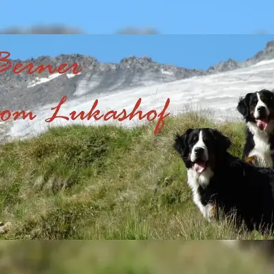 vom Lukashof cover