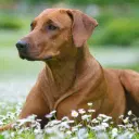 Rhodesian Ridgeback