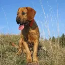 Styrian Rough-Haired Hound
