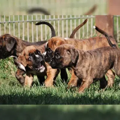 vom Schwanenschloss cover