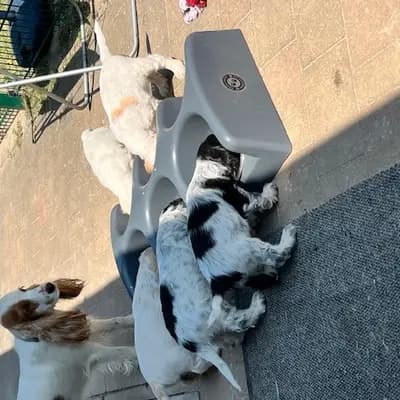 Bild aus Hundezucht vd Schönefelder Höhe in Brandenburg, wo unsere English Cocker Spaniel-Hunde in einer liebevollen Umgebung aufwachsen.