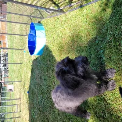 Bild aus Wäller von der Löwenstadt in Baden-Württemberg, wo unsere Wäller-Hunde in einer liebevollen Umgebung aufwachsen.