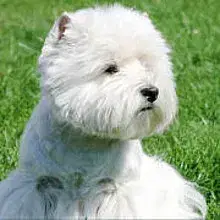 White Snowshoes cover