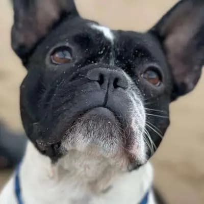 Galerie-Bild von Active Bulldogs in Rheinland-Pfalz, mit Eindrücken unserer Französische Bulldogge-Zucht.