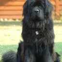 Neufundländer