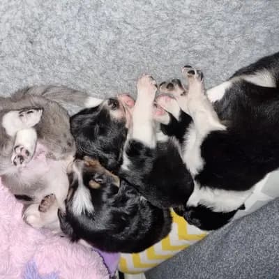 Bild aus Lucky charms in Oberösterreich, wo unsere Großpudel (Königspudel)-Hunde in einer liebevollen Umgebung aufwachsen.