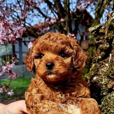 Bild aus Von den Rottalpfoten  in Bayern, wo unsere Pudel-Hunde in einer liebevollen Umgebung aufwachsen.
