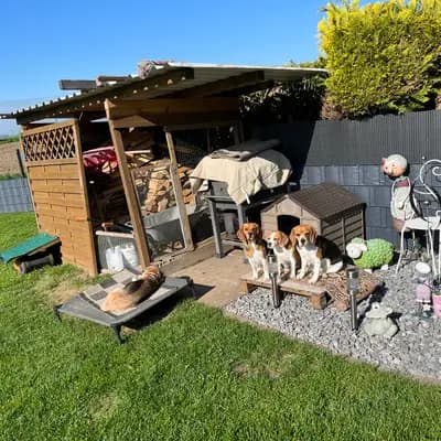 Bild aus Vom Steinbrink  in Niedersachsen, wo unsere Beagle-Hunde in einer liebevollen Umgebung aufwachsen.