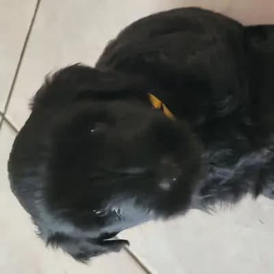Galerie-Bild von Belleza di Confluentes, Bergamasker Zucht am Mittelrhein  in Rheinland-Pfalz, mit Eindrücken unserer Bergamasker Hirtenhund-Zucht.