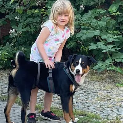 Galerie-Bild von Appenzeller Sennenhunde vom Altmarkhof in Sachsen-Anhalt, mit Eindrücken unserer Appenzeller Sennenhund-Zucht.