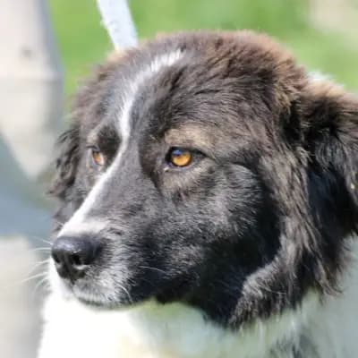manda – Border Collie, Hessen, Im Tierheim Das kleine Tierheim angeschlossen an Pferd und Hund e.V.