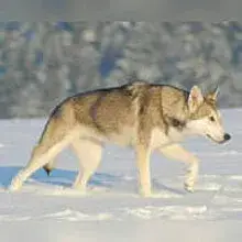 Whitefang's ... of Angou Loup's Mountain cover