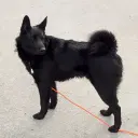 Norwegischer Elchhund (schwarz)