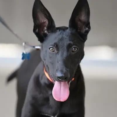 Foto von Cub, einem geretteten Malinois in Berlin.