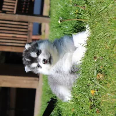 Galerie-Bild von Bright Little Bear  in Niedersachsen, mit Eindrücken unserer Siberian Husky-Zucht.