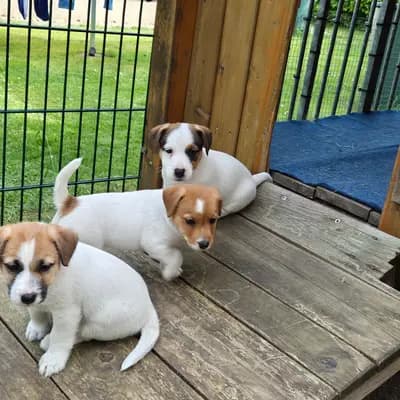 Bild aus VON DEN KLEINEN FELLNASEN in Sachsen-Anhalt, wo unsere Jack Russell Terrier-Hunde in einer liebevollen Umgebung aufwachsen.