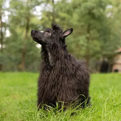 Bild aus The Bushwalker  in Niedersachsen, wo unsere Chinese Crested Dog-Hunde in einer liebevollen Umgebung aufwachsen.