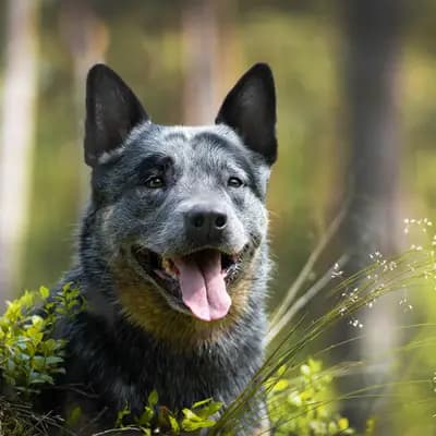 Titelbild von Jack Russell Terrier Zucht MC COY in Schleswig-Holstein, Heimat unserer Australian Cattle Dog-Zucht.