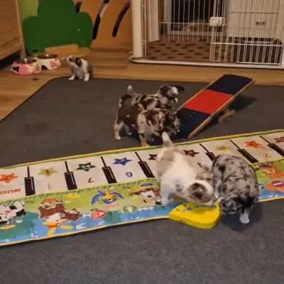 Bild aus Of The Pearl Family  in Oberösterreich, wo unsere Chihuahua-Hunde in einer liebevollen Umgebung aufwachsen.