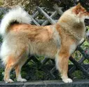 Eurasier