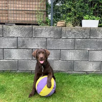 Bild aus Aussiedor  in Rheinland-Pfalz, wo unsere Aussiedoodle (Australian Shepherd x Pudel)-Hunde in einer liebevollen Umgebung aufwachsen.