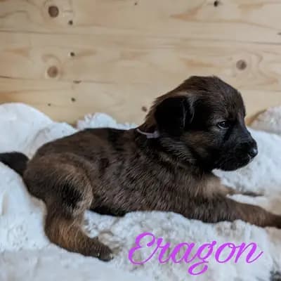 Eragon – Wäller Welpe, Niedersachsen, Raised by Wäller aus der Obergrafschaft 
