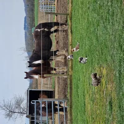 Bild aus Vom Immenhof  in Rheinland-Pfalz, wo unsere Havaneser-Hunde in einer liebevollen Umgebung aufwachsen.