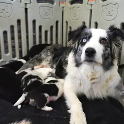 Bild aus Robert Muttenhammer  in Bayern, wo unsere Australian Shepherd-Hunde in einer liebevollen Umgebung aufwachsen.