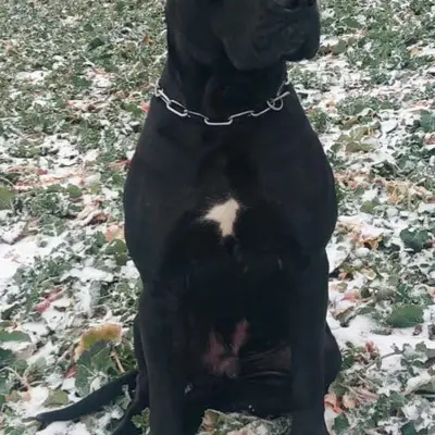 Galerie-Bild von Saupackerwelpen in Mecklenburg-Vorpommern, mit Eindrücken unserer Cane Corso Italiano-Zucht.