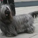 Skye Terrier