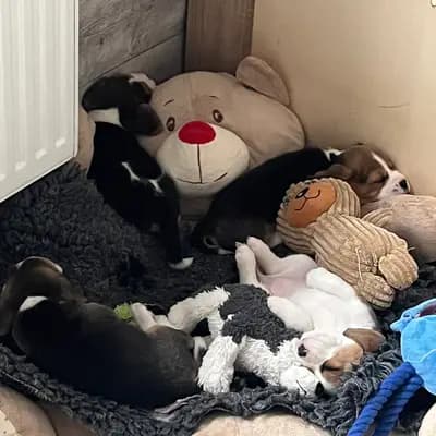 Bild aus Vom Steinbrink  in Niedersachsen, wo unsere Beagle-Hunde in einer liebevollen Umgebung aufwachsen.