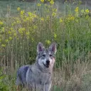 Saarloos Wolfhond