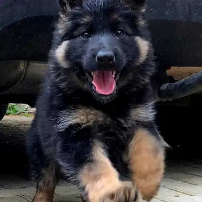 Altdeutsche Schäferhunde aus dem Waldquellental IRHZV