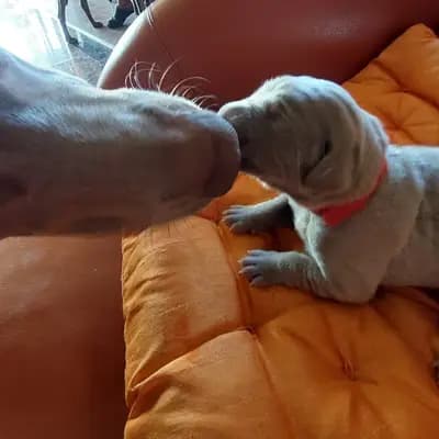 Bild aus Weimaraner aus der Holzgasse in Niederösterreich, wo unsere Weimaraner-Hunde in einer liebevollen Umgebung aufwachsen.