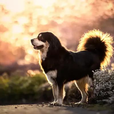 Bild aus Kalyani´s in Niederösterreich, wo unsere Do Khyi-Hunde in einer liebevollen Umgebung aufwachsen.