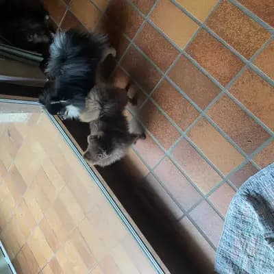 Bild aus Vom Hotzenwald  in Baden-Württemberg, wo unsere Zwergspitz-Hunde in einer liebevollen Umgebung aufwachsen.