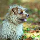 Norfolk Terrier