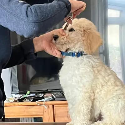 Bild aus von Quellental  in Schleswig-Holstein, wo unsere Großpudel (Königspudel)-Hunde in einer liebevollen Umgebung aufwachsen.