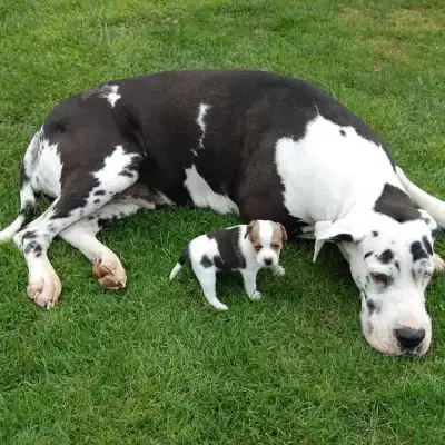 von Hela’s Herzräuberhof cover