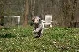 Bild aus The Bushwalker  in Niedersachsen, wo unsere Chinese Crested Dog-Hunde in einer liebevollen Umgebung aufwachsen.