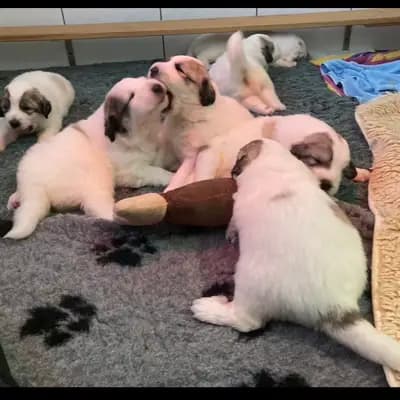 Galerie-Bild von Pyrenäenberghunde vom  Nienkamphof  in Nordrhein-Westfalen, mit Eindrücken unserer Pyrenäen-Berghund-Zucht.