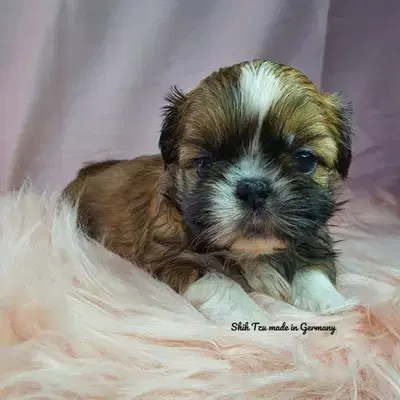 Reinrassige Shih Tzu Welpen - Shih Tzu Welpe in Hessen