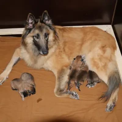 Galerie-Bild von Tervueren vom Reesberg in Nordrhein-Westfalen, mit Eindrücken unserer Belgische Schäferhunde-Zucht.