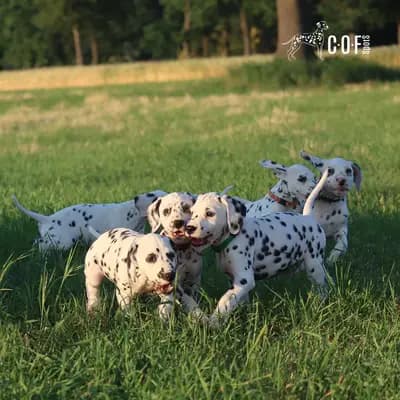 Bild aus COF Spots Dalmatiner in Niedersachsen, wo unsere Dalmatiner-Hunde in einer liebevollen Umgebung aufwachsen.