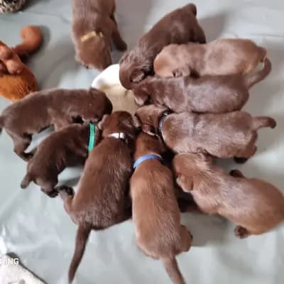 Galerie-Bild von Aussiedor  in Rheinland-Pfalz, mit Eindrücken unserer Aussiedoodle (Australian Shepherd x Pudel)-Zucht.