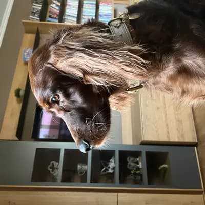 Galerie-Bild von of the maroon fellows in Bayern, mit Eindrücken unserer Irish Red Setter-Zucht.