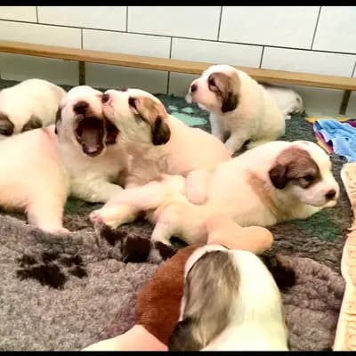 Galerie-Bild von Pyrenäenberghunde vom  Nienkamphof  in Nordrhein-Westfalen, mit Eindrücken unserer Pyrenäen-Berghund-Zucht.