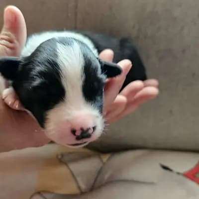 Australian Shepherd Welpen ab anfang Oktober – Australian Shepherd Welpe, Bayern, Raised by Colorful soul